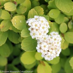 small white flowers with green leaves in the background