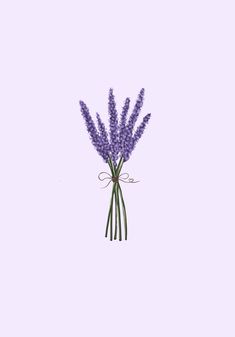 a bunch of lavender flowers on a purple background