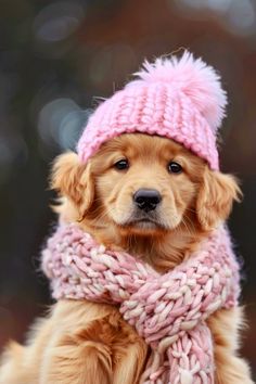 a small dog wearing a pink hat and scarf