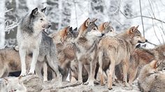 a group of wolfs standing on top of a rock