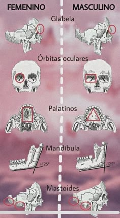 an image of different types of skulls and their corresponding names in spanish, with the caption