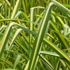 closeup of green grass with long thin stalks in the foreground and another plant in the background