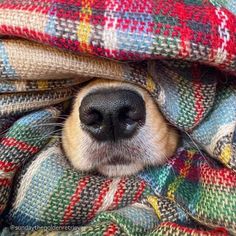 a close up of a dog's face peeking out from under a plaid blanket