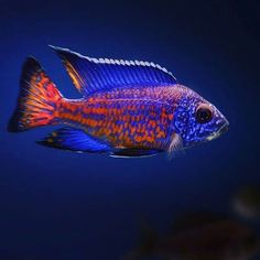 an orange and blue fish swimming in the water