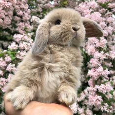 a small rabbit sitting on top of someone's hand in front of pink flowers