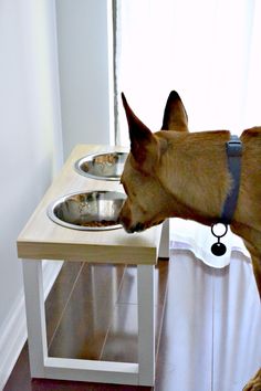 a brown dog standing on top of a wooden table next to a metal bowl and water dish