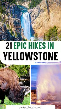 the yellowstone national park with bison and waterfall