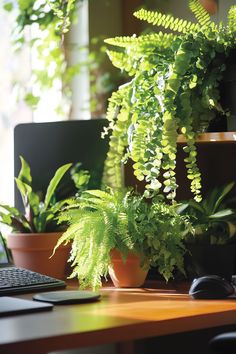 there is a computer and some plants on the desk