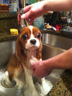 a dog sitting in a sink being washed by someone's hand with soap on it