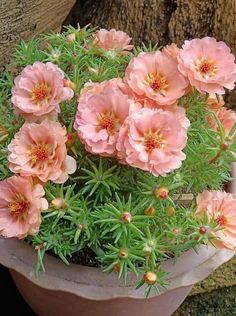 pink flowers are growing in a pot on the ground