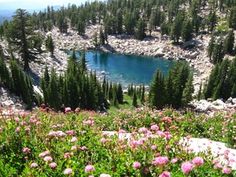 wildflowers blooming in the foreground with a mountain lake in the background