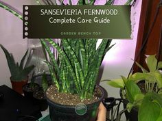 a person holding up a plant in front of a sign that says sansevleria fernwood complete care guide