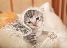 a small kitten sitting on top of a white blanket