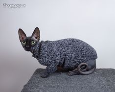 a black cat wearing a sweater on top of a rock