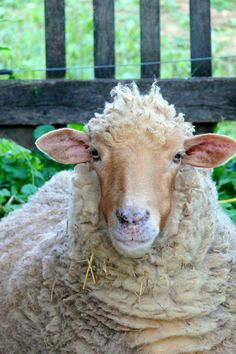 a close up of a sheep in front of a wooden fence with grass on the ground