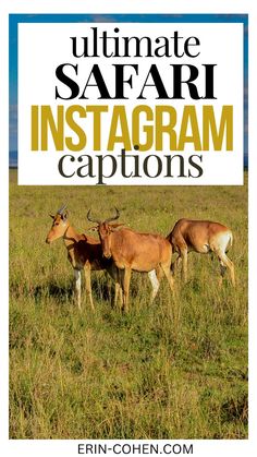 two antelope standing in the grass with text overlay reading ultimate safari instagram captions