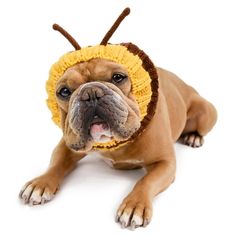 a dog wearing a knitted bee hat