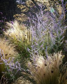 some purple flowers and grass in the sun