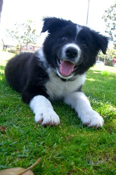 a black and white dog laying in the grass with its tongue out looking at the camera