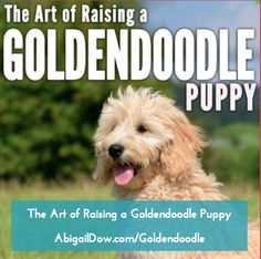 the art of raising a goldendoodle puppy