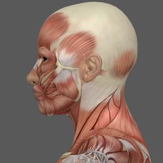 360 Reference, Face Muscles Anatomy, Neck Muscle Anatomy, Head Muscles, Human Muscle Anatomy, Head Anatomy, Body Study, Art Alevel