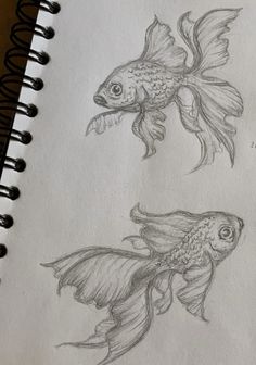 pencil drawing of two goldfish