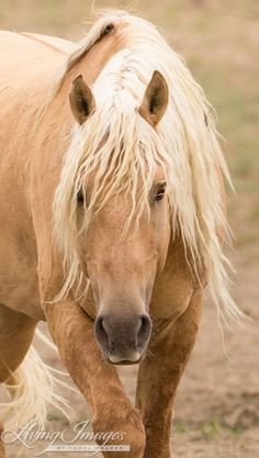 a brown and white horse with blonde hair walking in the dirt near another horse that is looking at the camera