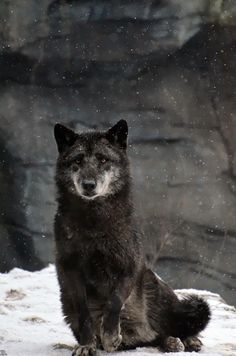 a wolf sitting in the snow looking at something