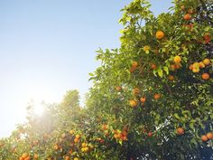 an orange tree with lots of ripe oranges on it's branches and the sun shining in the background