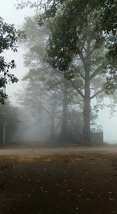 a foggy park area with trees and benches