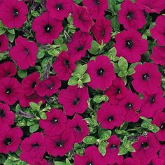 purple petunia flowers with green leaves in the center and on the bottom right side