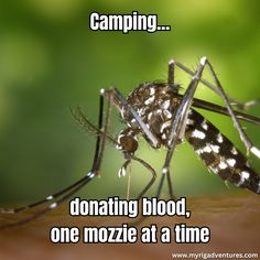 a mosquito with the caption saying camping donaing blood, one mozzie at a time