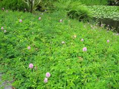 some pink flowers are growing in the grass