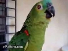 a green parrot sitting on top of a cage