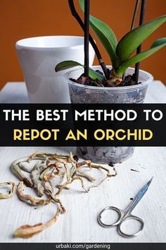 the best method to redot an orchid plant is to cut it up and take care