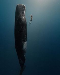 a person swimming next to a large whale in the ocean with sunlight shining on it