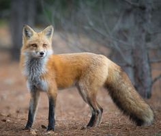 a red fox standing on top of a dirt field next to a forest filled with trees