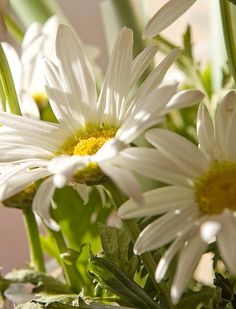 some white daisies are in a vase on the table and one is blooming