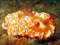 an orange and white coral on the ocean floor