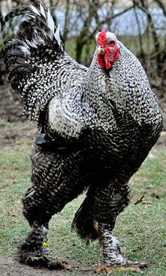 a black and white chicken standing on top of a grass covered field with trees in the background