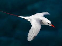 a white bird flying over the ocean with a red beak and long legs on it's wings