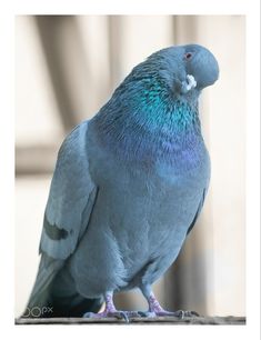 a blue and gray bird sitting on top of a table