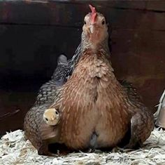 two chickens are sitting in the hay together