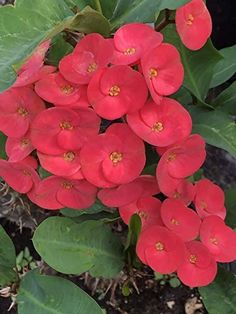 red flowers with green leaves in the foreground and dirt on the ground behind them