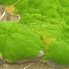 green moss growing on the ground in front of some rocks and grass with one foot sticking out