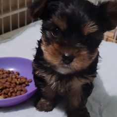 a small dog sitting next to a purple bowl with food in it's mouth