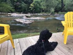 a black dog sitting on top of a wooden deck next to two yellow plastic chairs