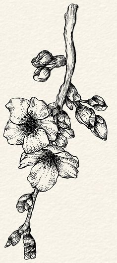 an ink drawing of flowers on a branch