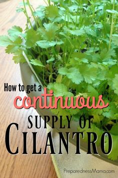 a potted plant with the title how to get a continuous supply of cilantro