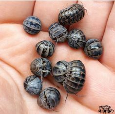 small snails are being held in someone's hand